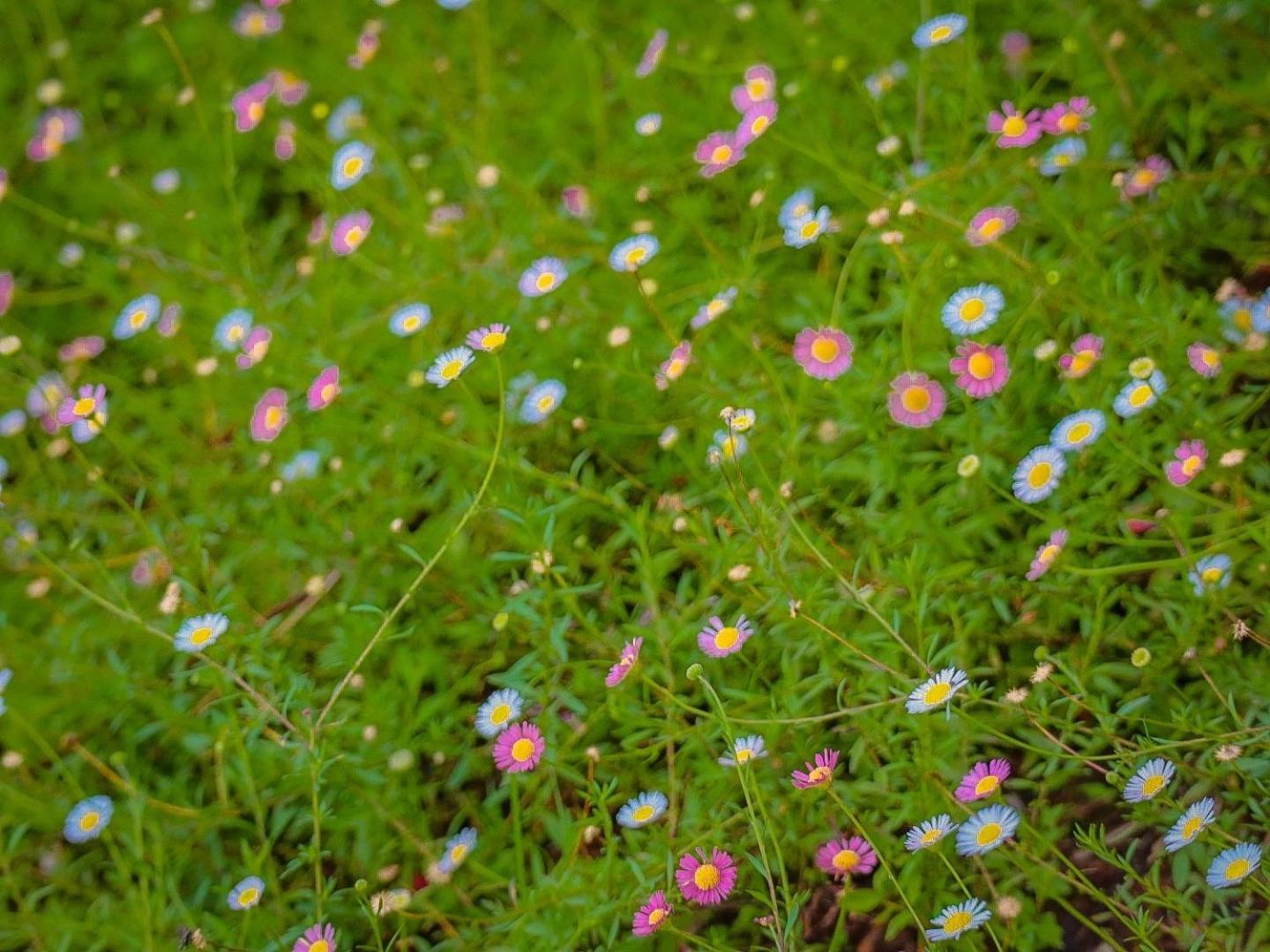 ม่อน P บ้านพักตากอากาศ Mon Jam Exteriér fotografie